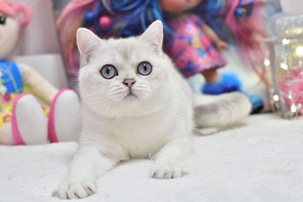 Срібляста шиншила поінт, британський хлопчик