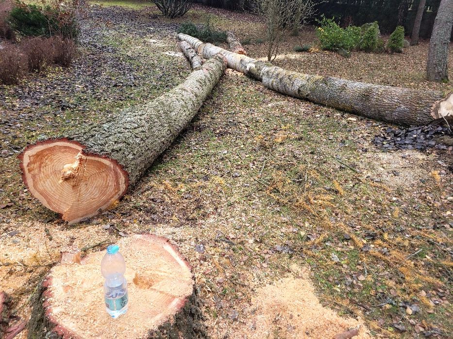 Wycinka drzew metodą alpinistyczną / tradycyjną