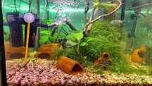 Akwarium Krewetkarium