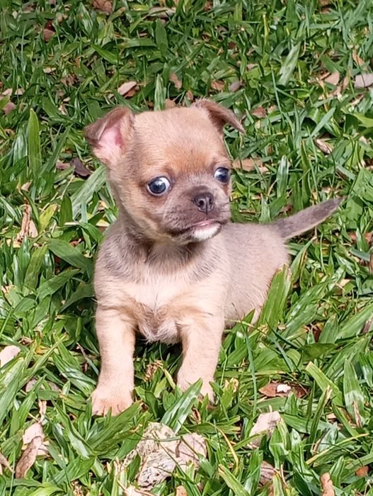Macho chihuahua mini