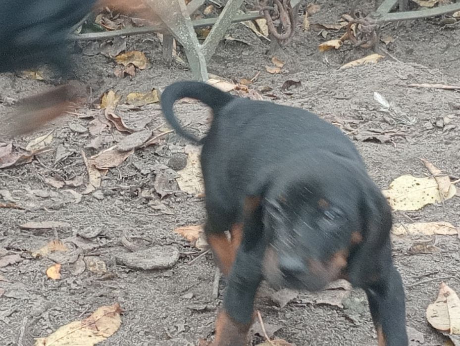 Piesek Gończy Polski