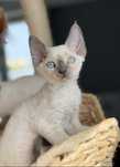 kocurek devon rex