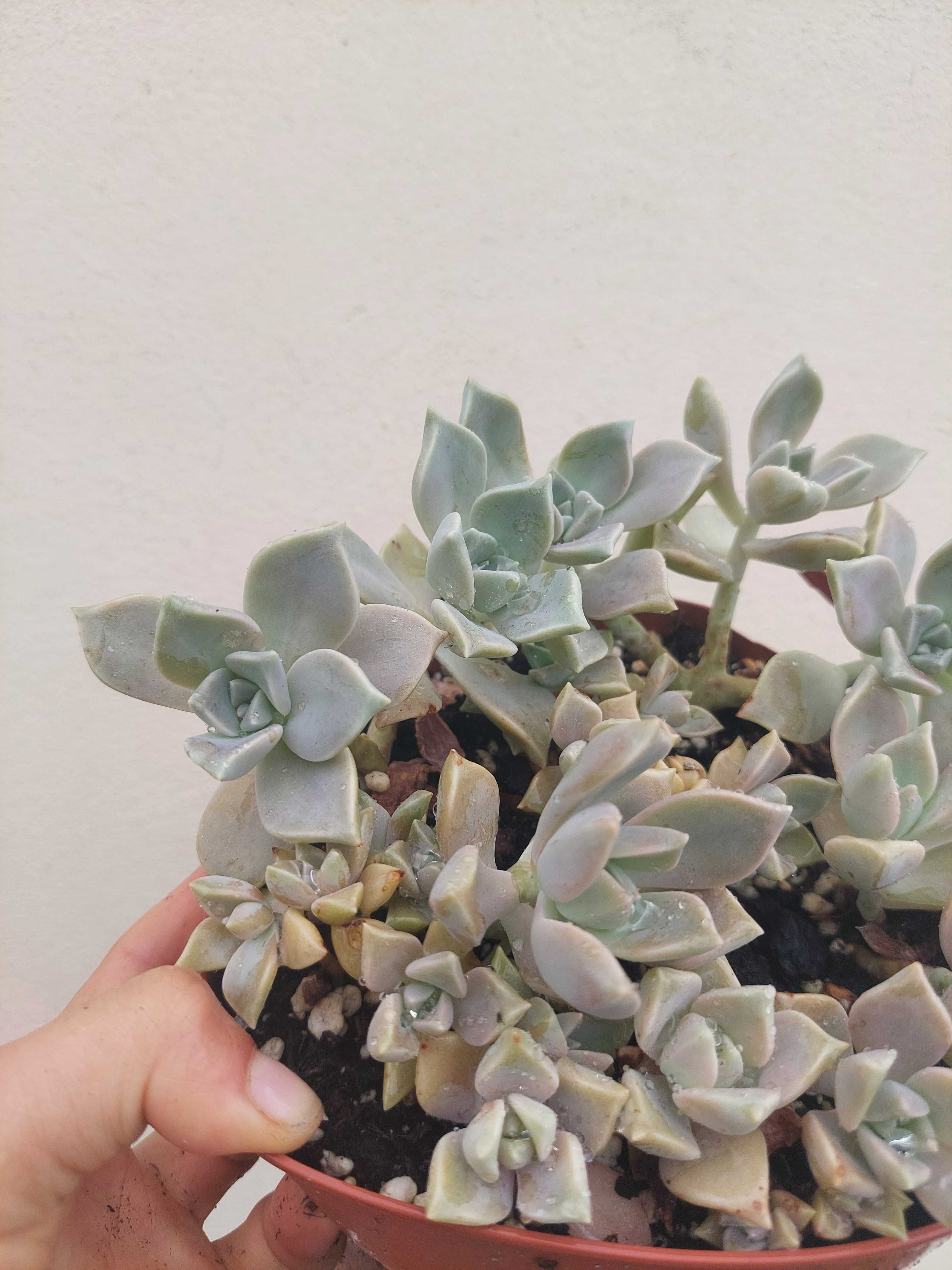 Suculenta Graptopetalum Paraguayense