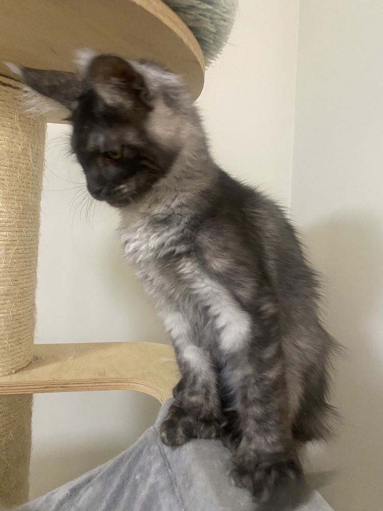 Maine Coon dymna kotka polydaktyl