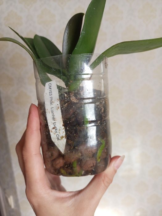 Продам дорослу рослину Лакі Кет