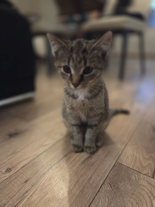 Kotki szukają rodziny