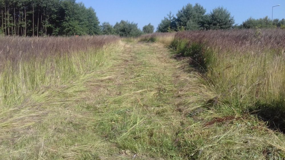 Wycinka drzew,krzewów-wywóz utylizacja.Koszenie trawy,wertykulacja.