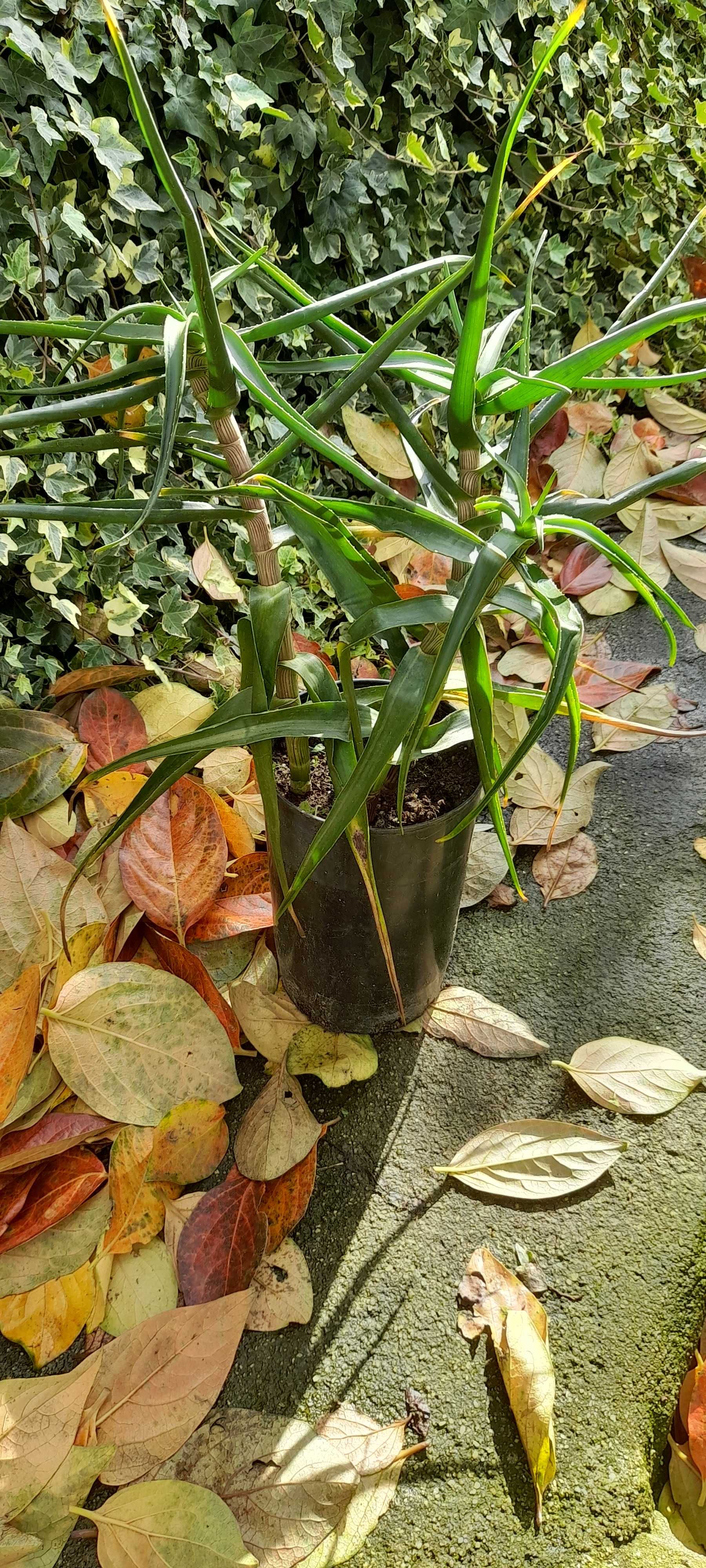 Vaso com aloe striatula haw.