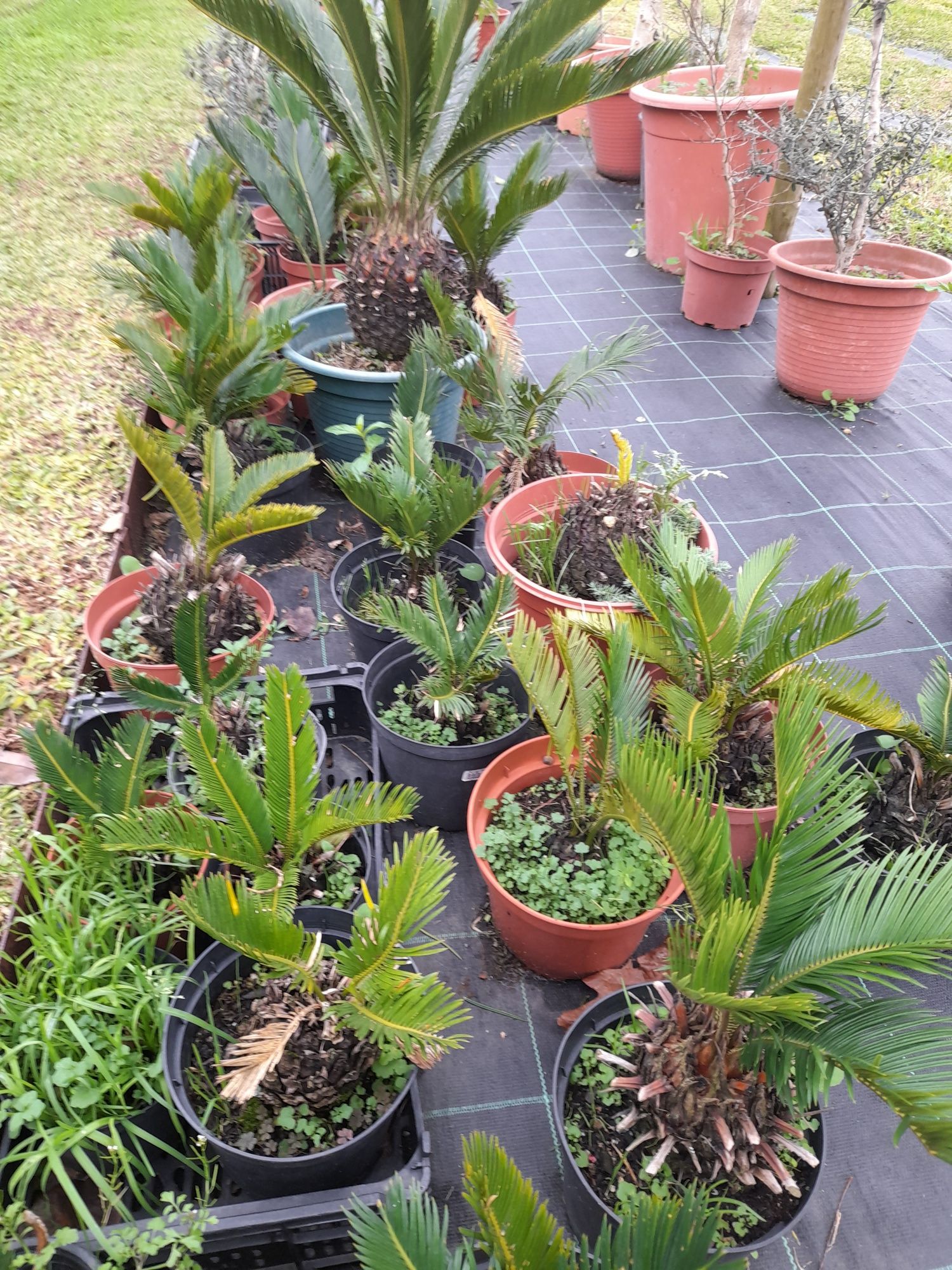 Promoção de arvores de caroço envasadas,na compra de 5 oferecemos uma