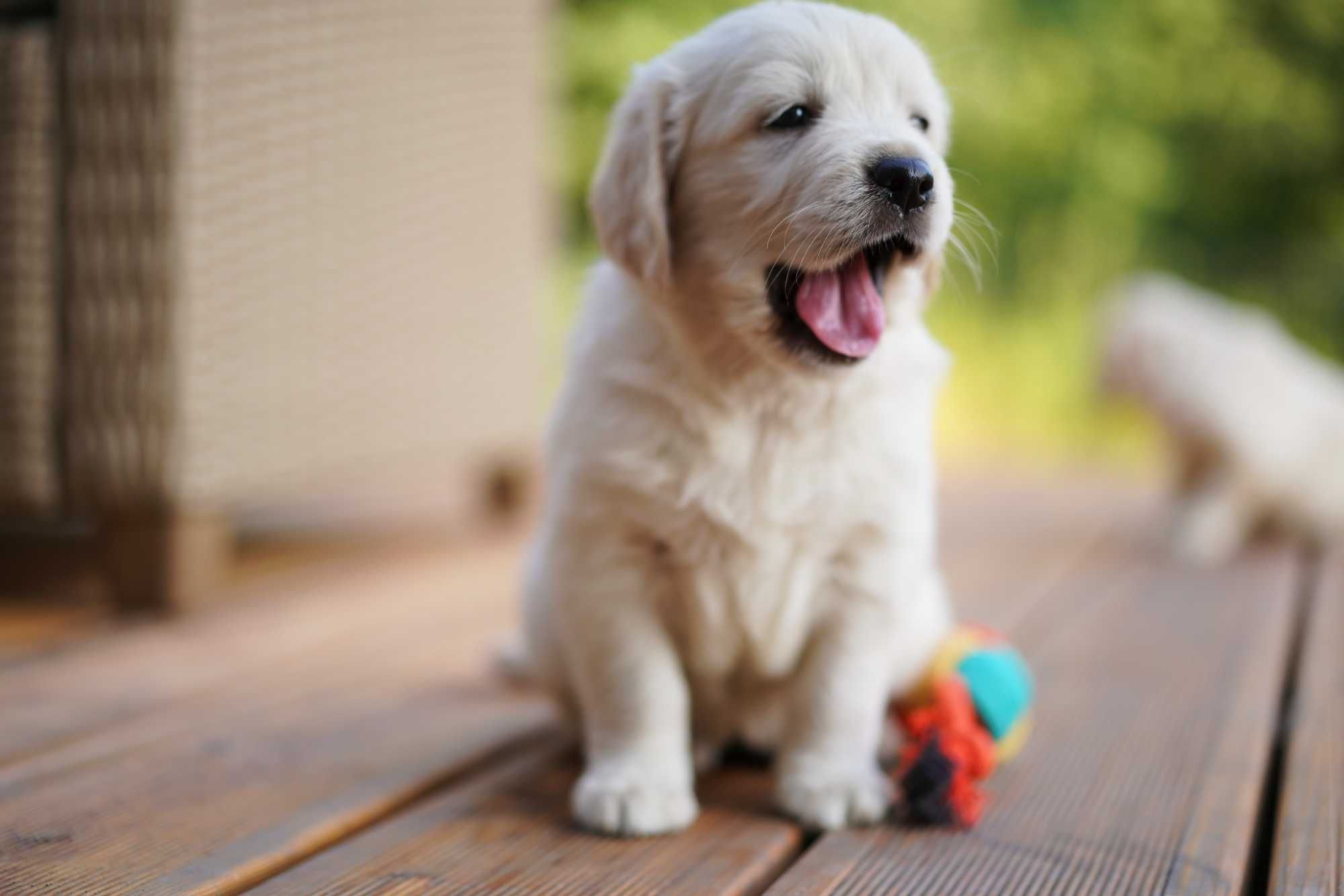 Wspaniała suczka Golden Retriever! Zara!