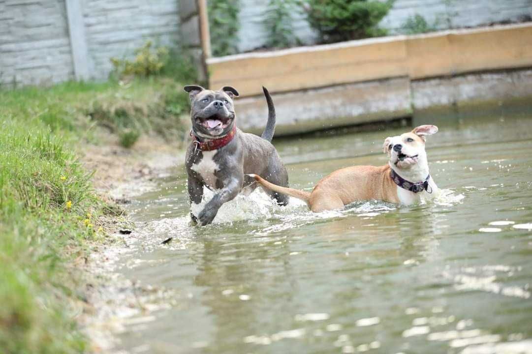 Amstaffy Niczyje-Diego-adopcja-amstaff- Brzeg