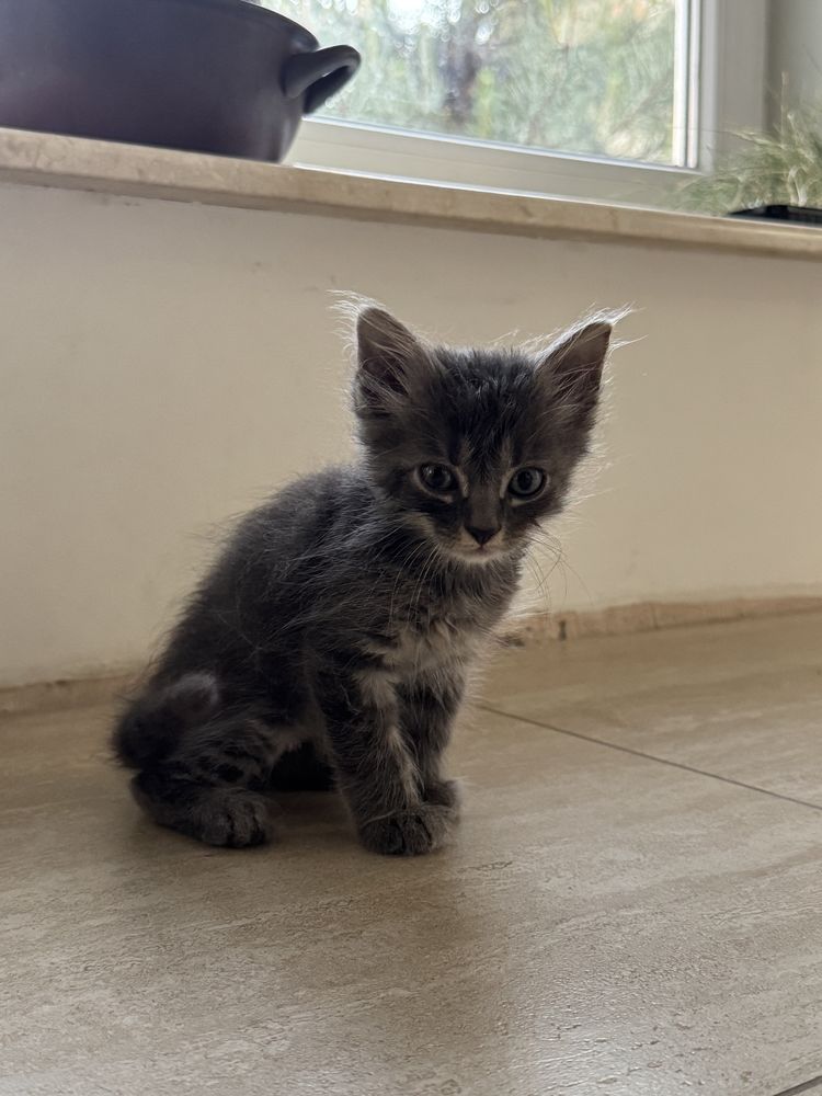 Віддам кошенят в добрі руки