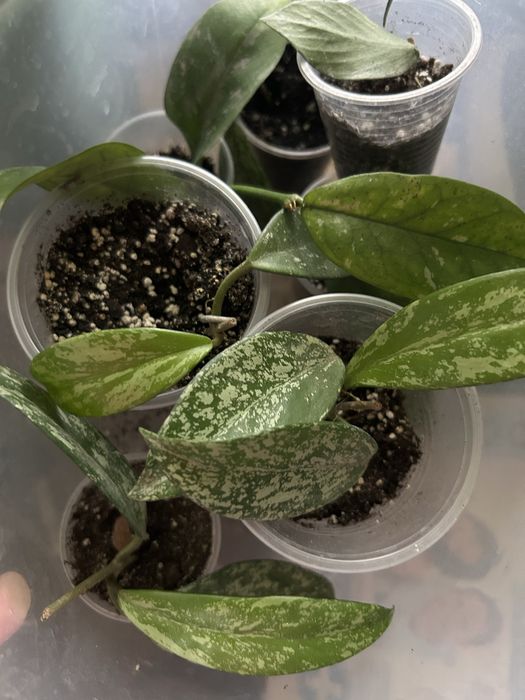 Продам вкорінені хойї