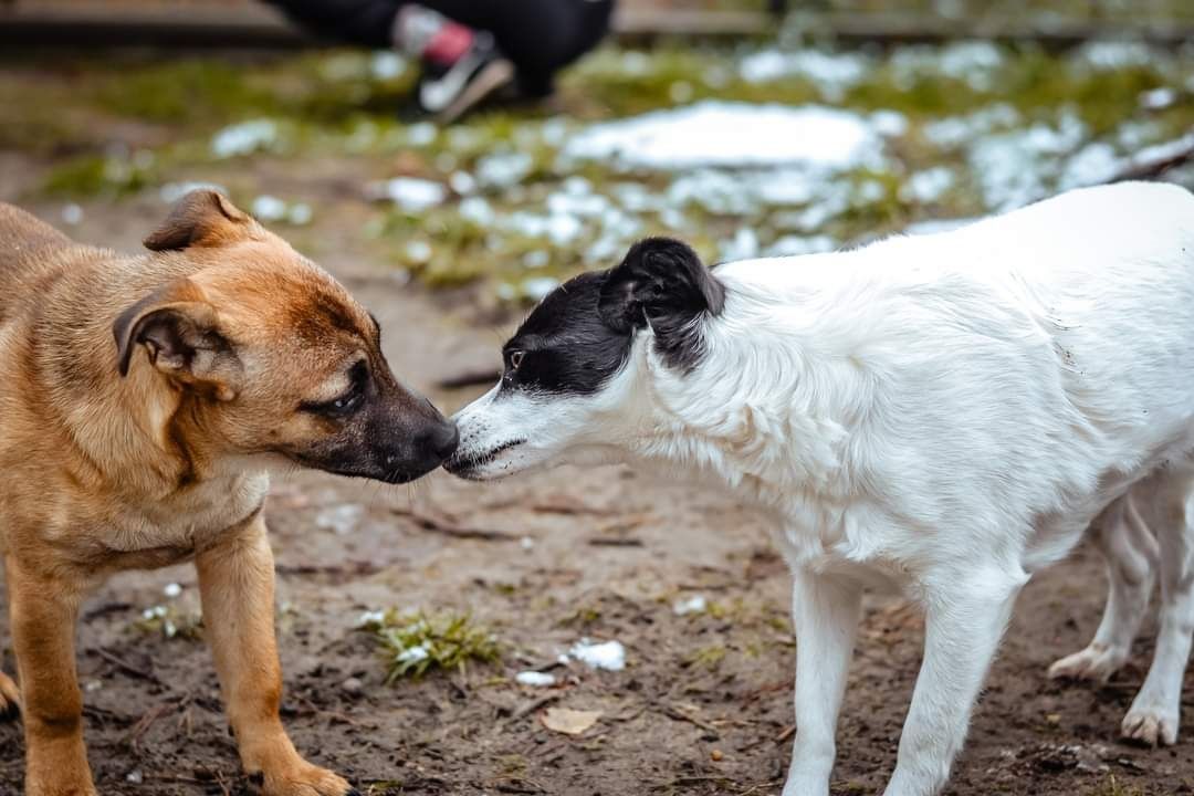 Słodka Małgosia szuka domu! Adoptuj 3 letnią sunie