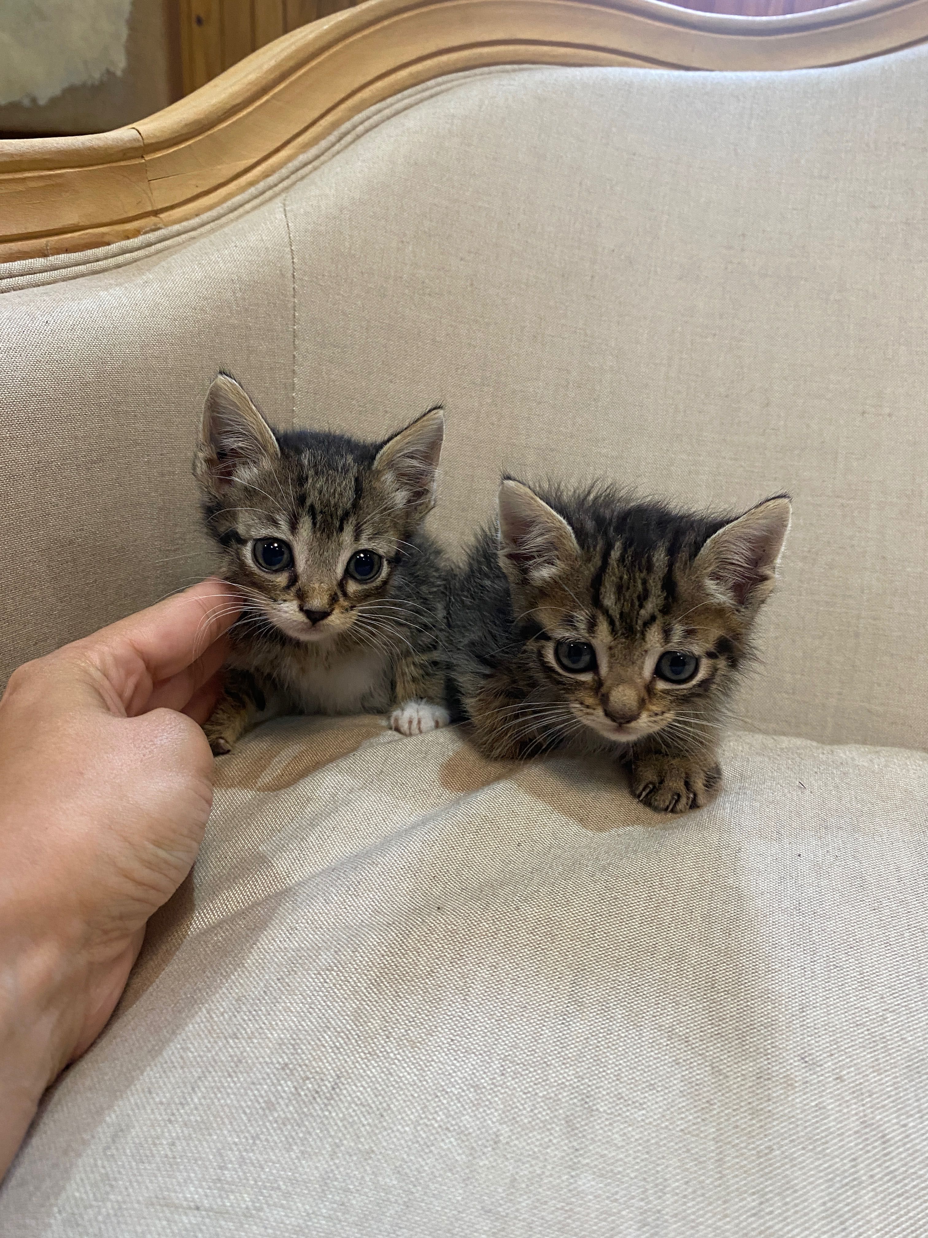 Duas gatinhas bebés para adoção