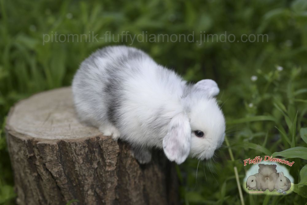 Дівчинка у забарвленні рен. Висловухий баранчик NHD.