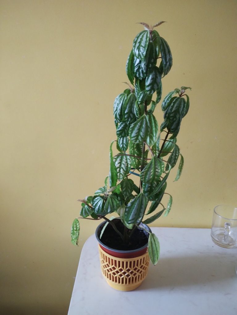 Młoda ładna pilea
