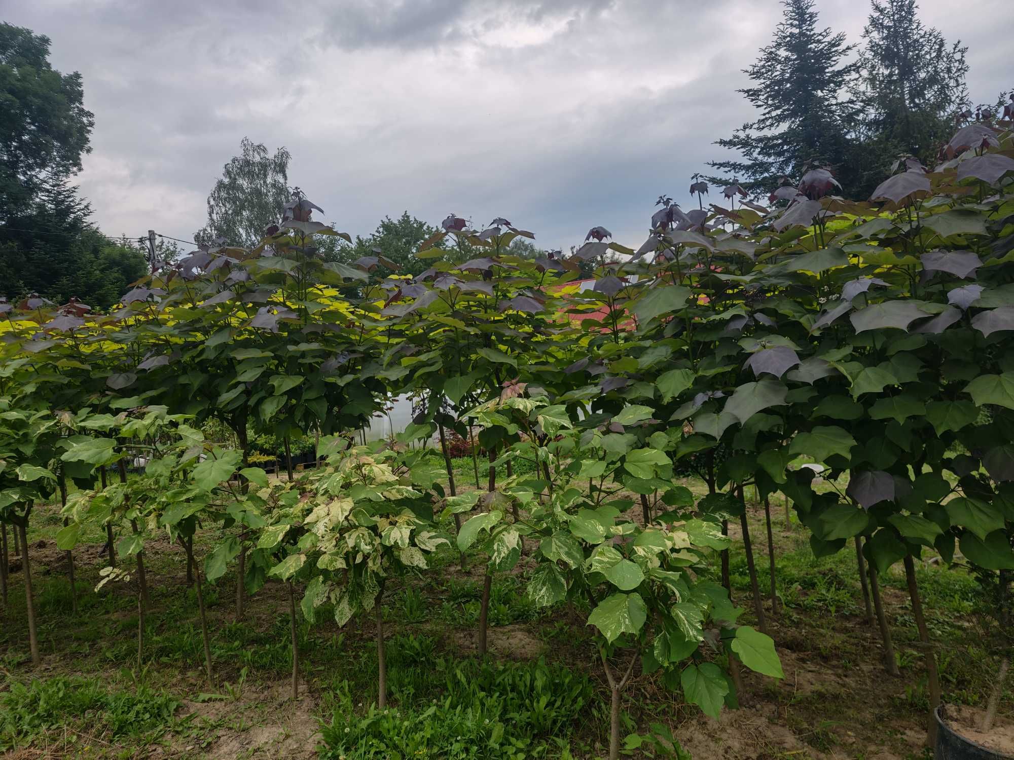 Katalpy i inne drzewa szczepione