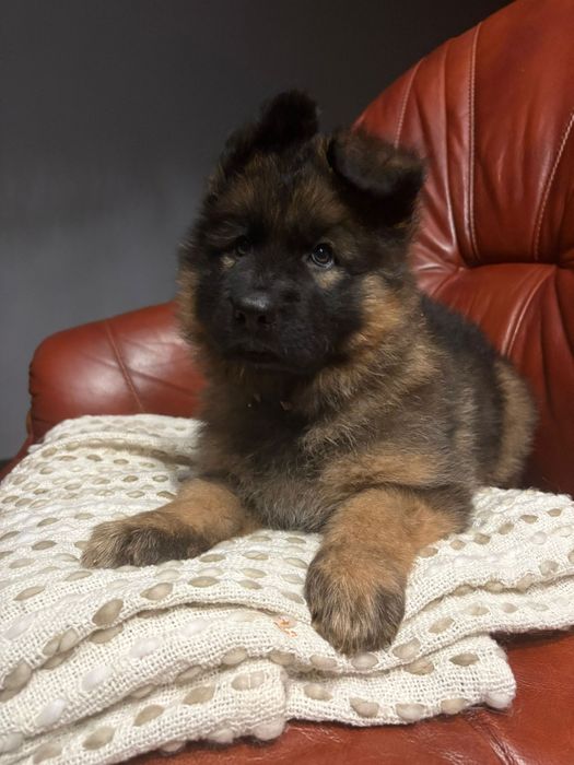 Owczarek niemiecki długowłosy suczka ZKwP wilczaste umaszczenie