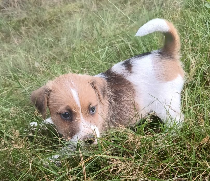Pies parson Russell terrier