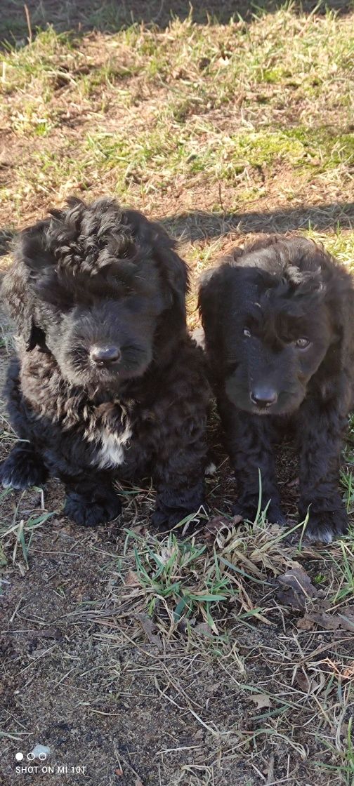 Labradoodle szczenię z metryką