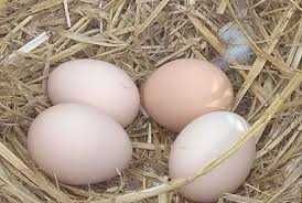 jaja wiejskie w wolnego wybiegu