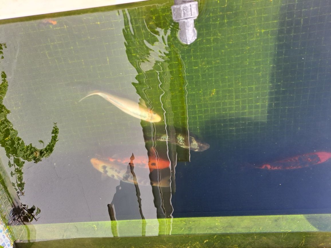 Peixes de Lagoa (5)