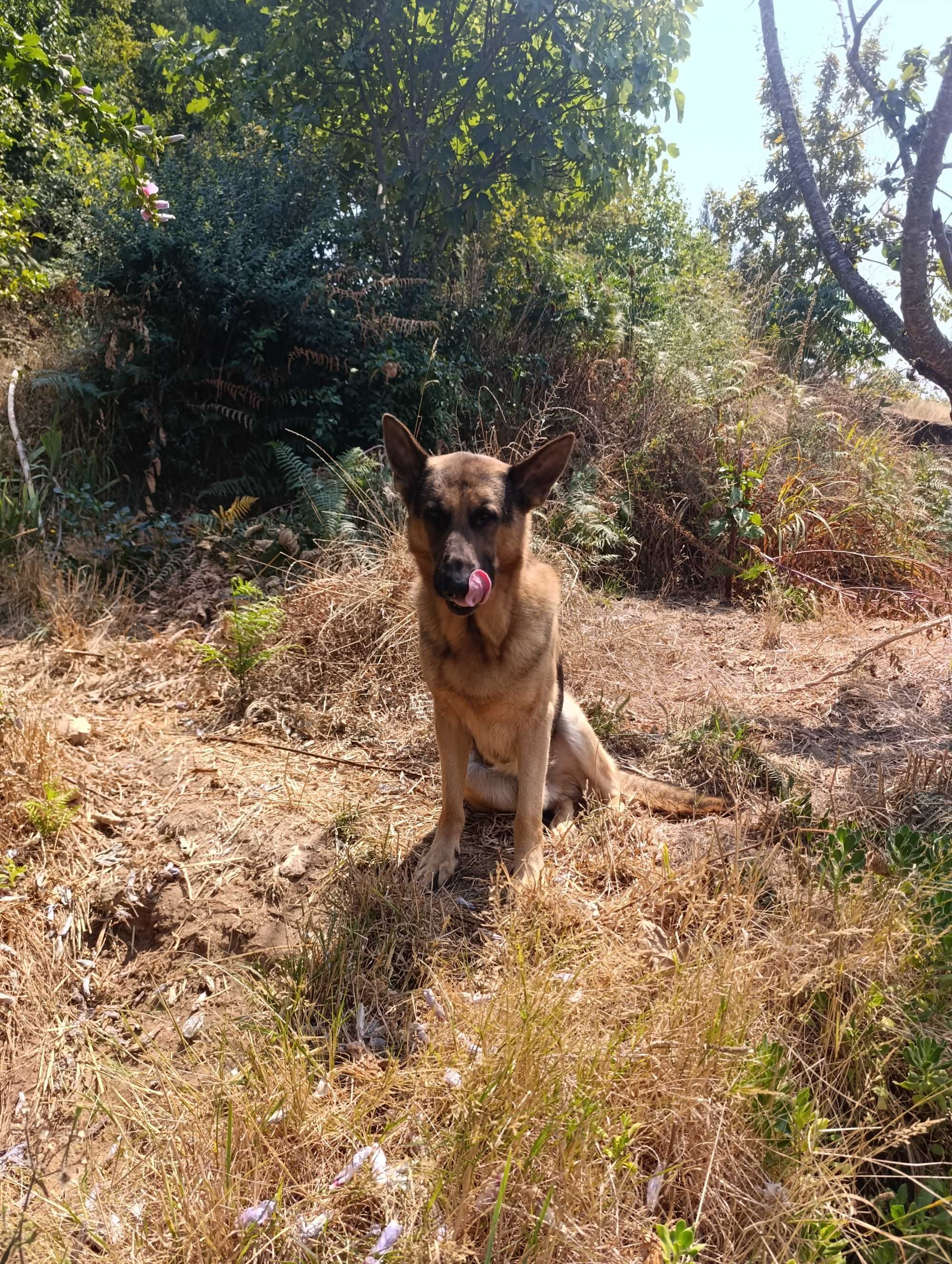 Cães para adopção.