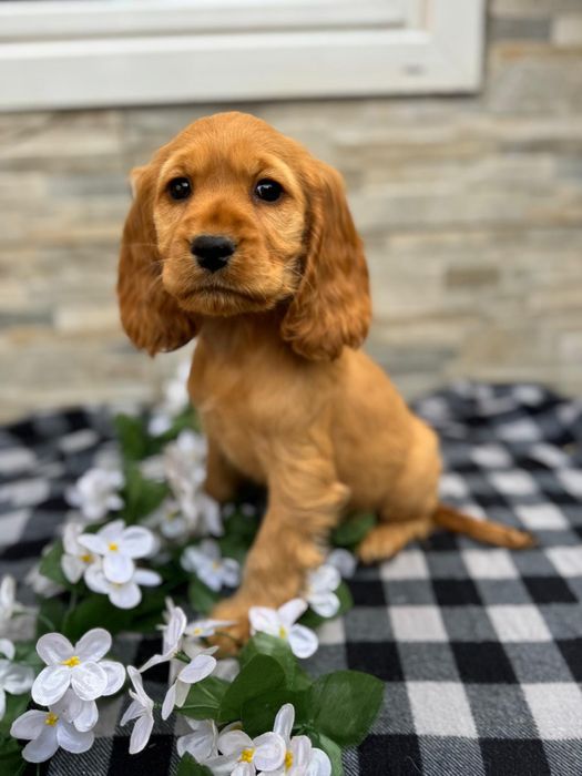 Cocker spaniel sunia z rodowodem