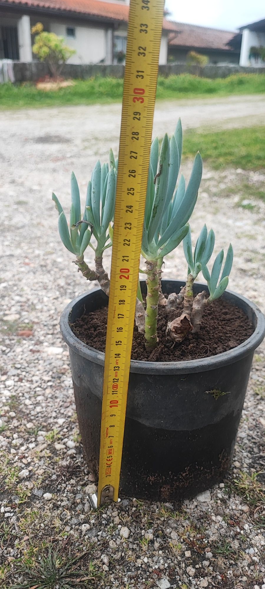 Planta suculenta