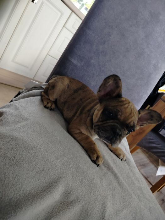 Buldog francuski suczka