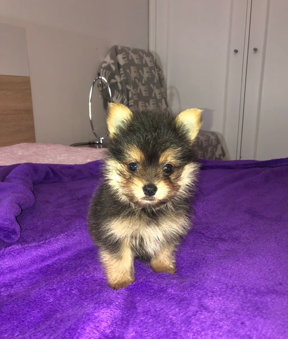 Cachorrinho Macho Mini