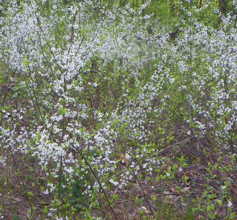 Саджанці берези, дуба, клена, липи, черемхи, барбарису, терену