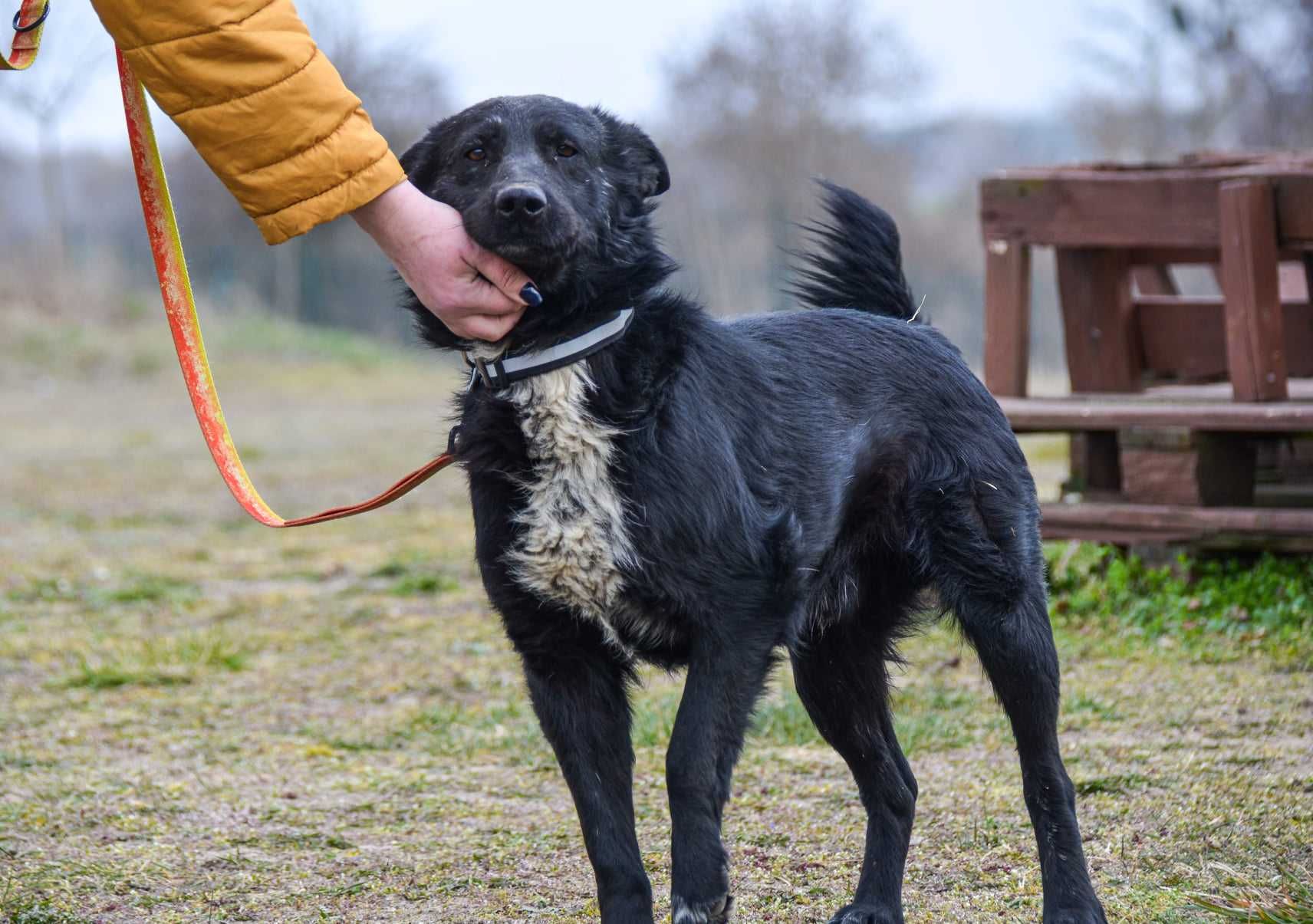 Oxan z Ukrainy - energiczny i przyjazny, dla rodziny z dziećmi