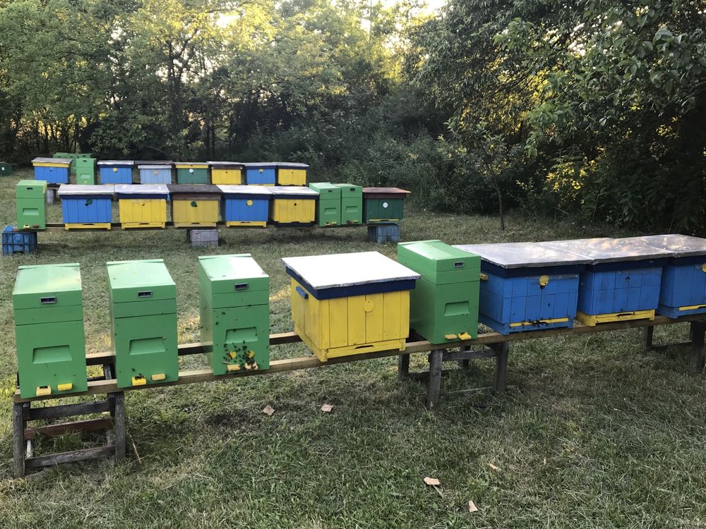 Zapisy na odkłady pszczele 2024 ramka wielkopolska, pszczoły, pasieka