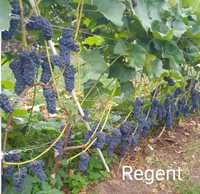 Sadzonki winorośli Regent w doniczkach darmowa dostawa