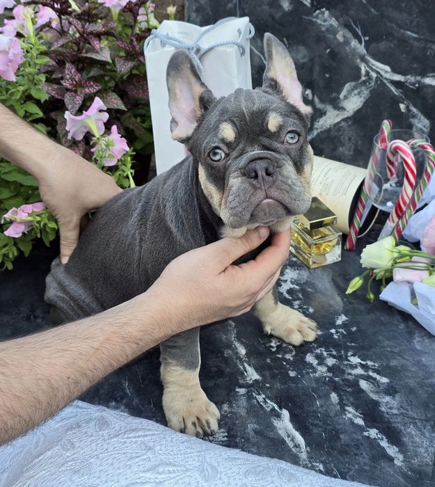 Шикарна породна красуня LILAC TAN