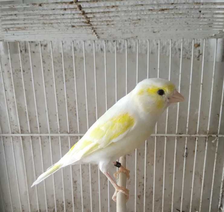 Canárias Timbrados espanhol