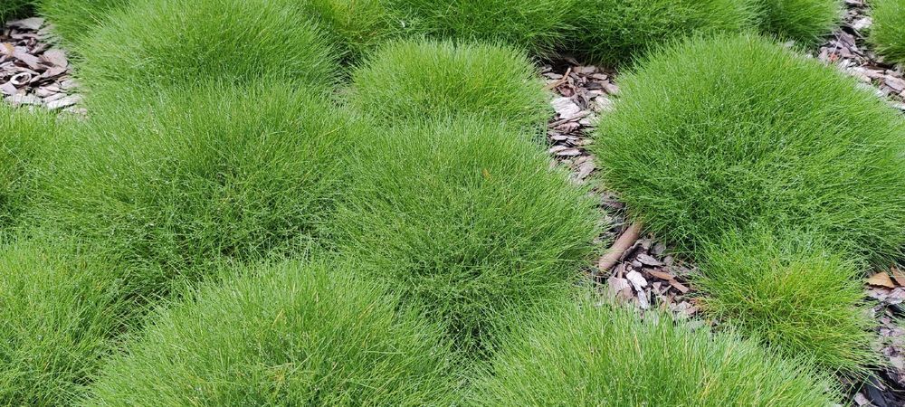 Kostrzewa Gautiera 'Pic Carlit' niedźwiedzie futro (Festuca gautieri)
