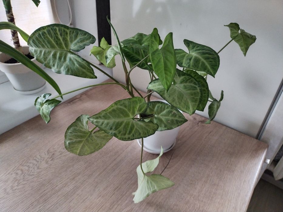 Сингоніум в горщику