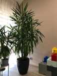 Juka , palma, yucca, jukka, 3 pędy