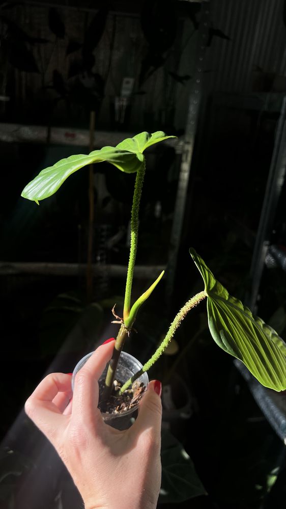 Philodendron fuzzy petiole | філодендрон фазі патіоле