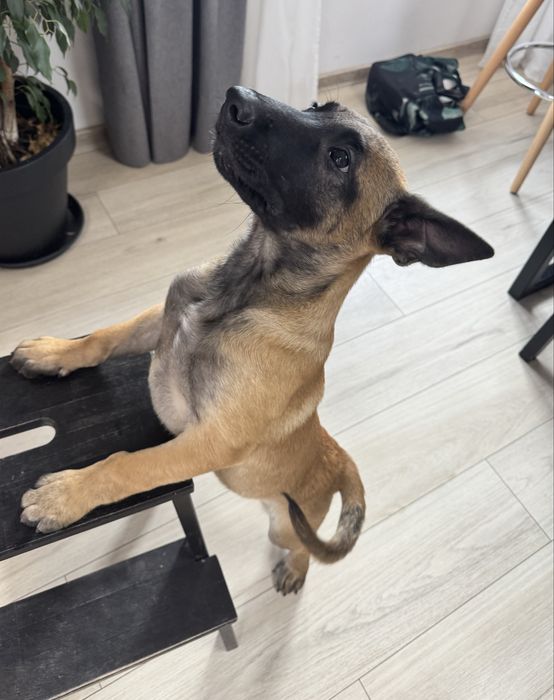 Artego Szczeniak Owczarek Belgijski Malinois FCI
