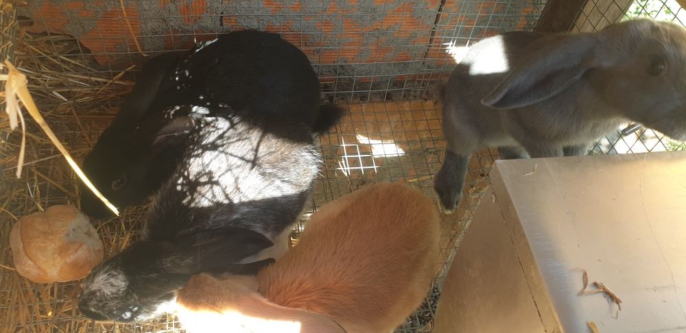 Coelhos novos 2 meses