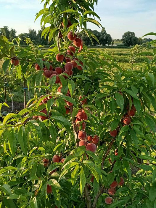 Саджанці плодових дерев