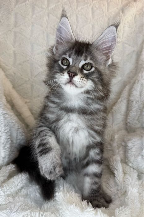 Kocurek Decoandcookoe *PL Maine Coon Felis/FiFe