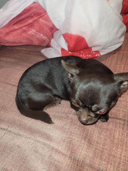 Джентльмен ищет даму