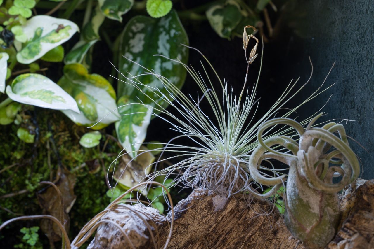 Terrarium tropikalne paludarium gekon