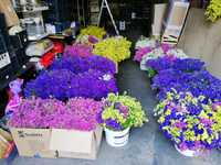 Zatrwian, limonium tegoroczny susz  1 kg=4kg żywego