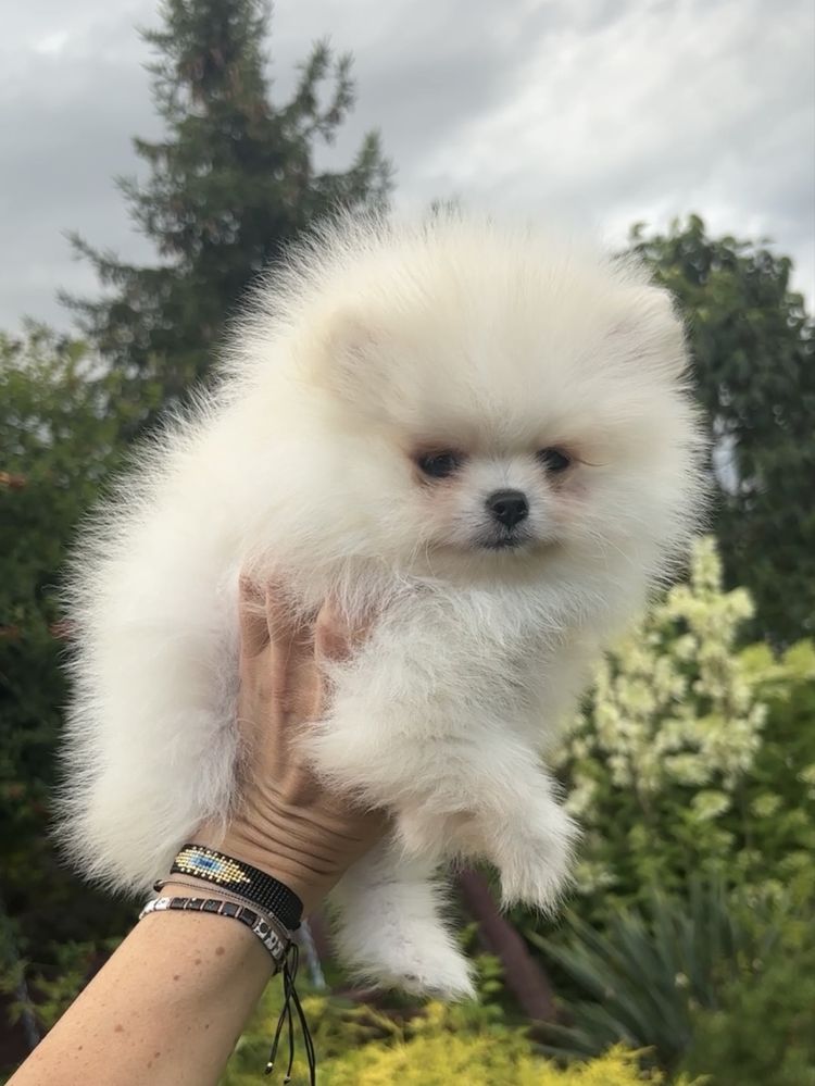 Szpic miniaturowy pomeranian bialy kremowy
